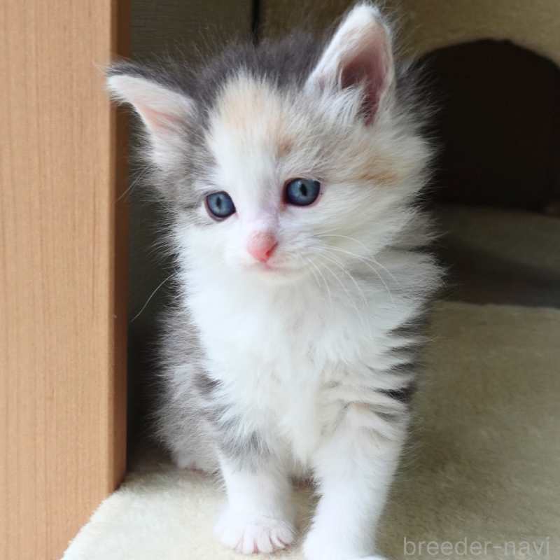 販売中の神奈川県のノルウェージャンフォレストキャット-138923の13枚目