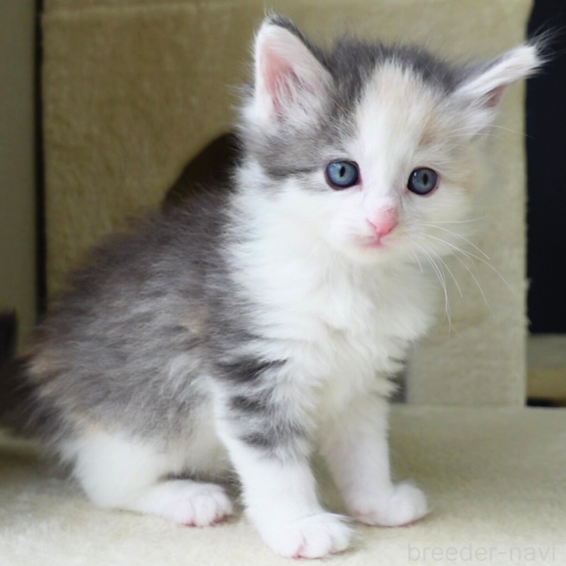 販売中の神奈川県のノルウェージャンフォレストキャット-138923の12枚目