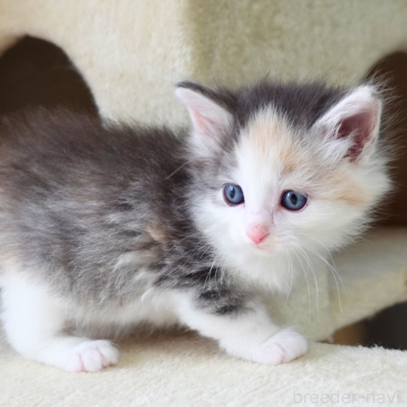 販売中の神奈川県のノルウェージャンフォレストキャット-138923の11枚目