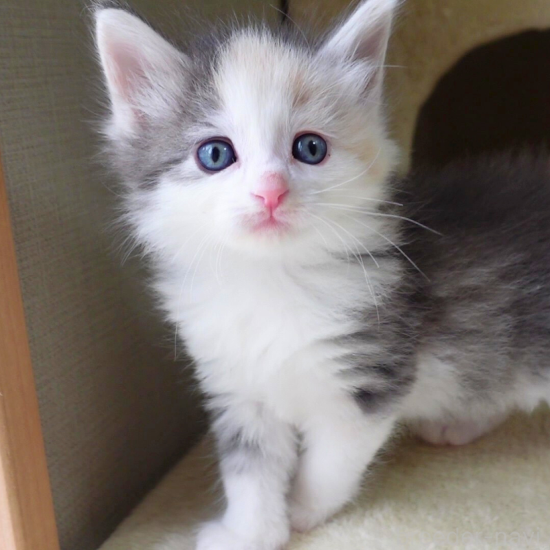 販売中の神奈川県のノルウェージャンフォレストキャット-138923の10枚目