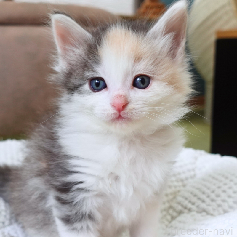 販売中の神奈川県のノルウェージャンフォレストキャット-138923の8枚目