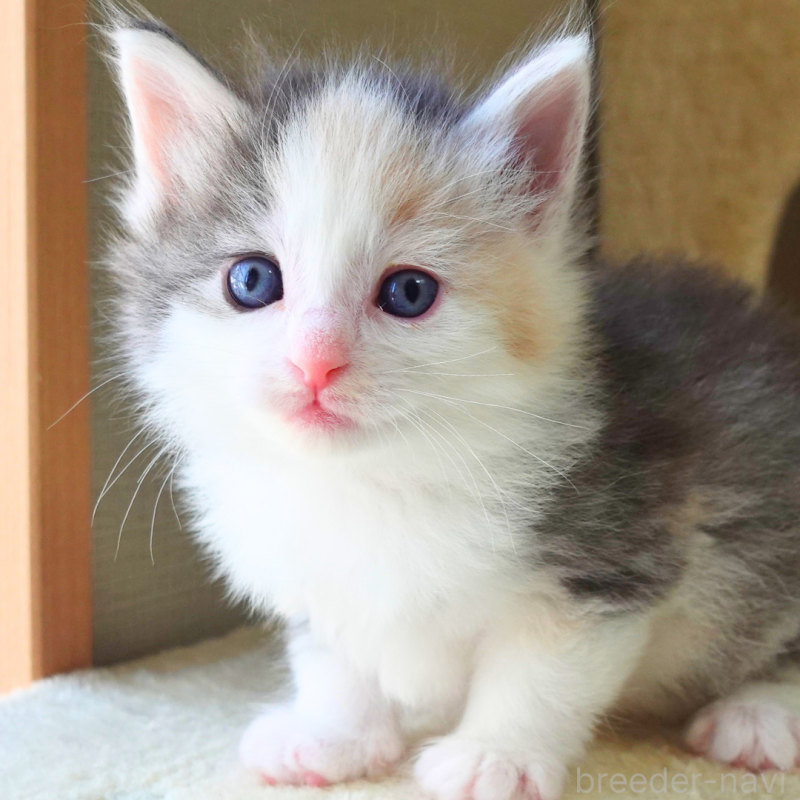 販売中の神奈川県のノルウェージャンフォレストキャット-138923の7枚目