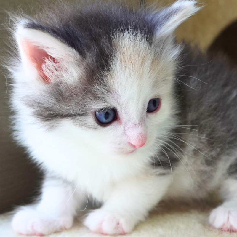 販売中の神奈川県のノルウェージャンフォレストキャット-138923の6枚目