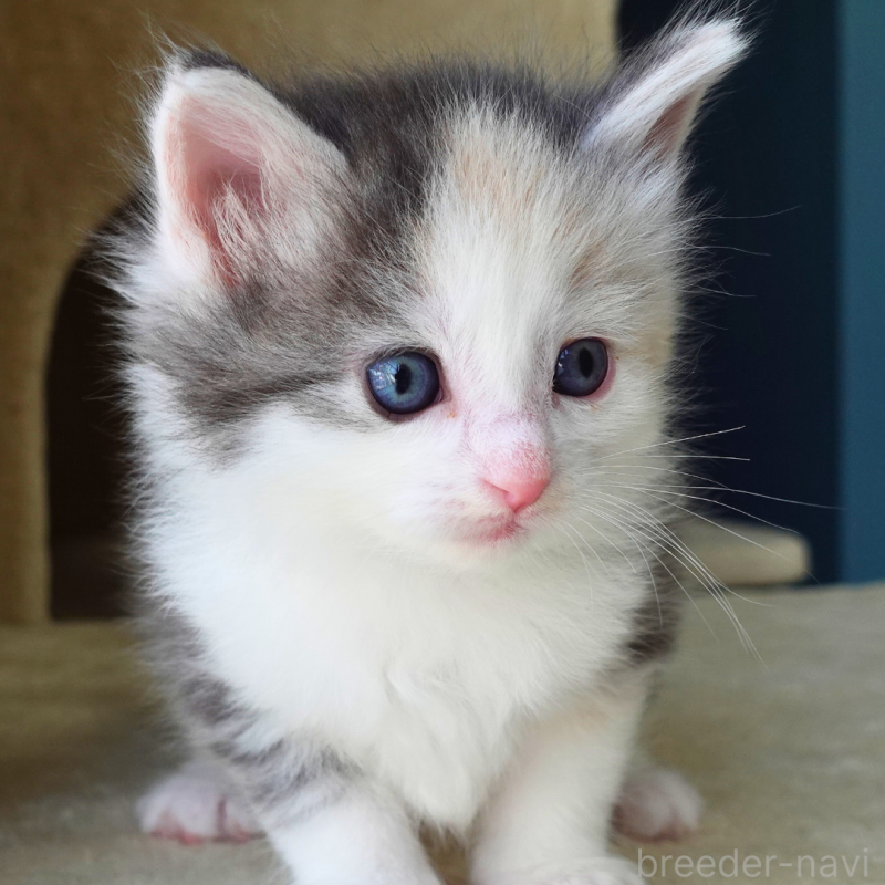 販売中の神奈川県のノルウェージャンフォレストキャット-138923の5枚目