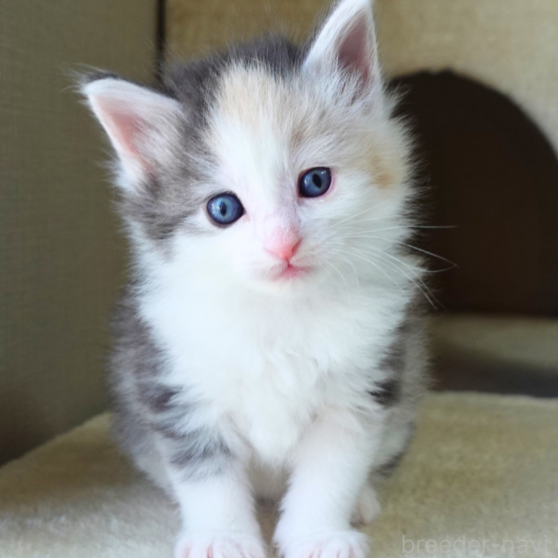 販売中の神奈川県のノルウェージャンフォレストキャット-138923の4枚目