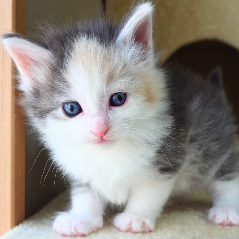 販売中の神奈川県のノルウェージャンフォレストキャット-138923の3枚目