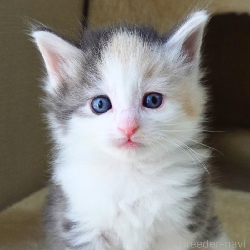 販売中の神奈川県のノルウェージャンフォレストキャット-138923の2枚目