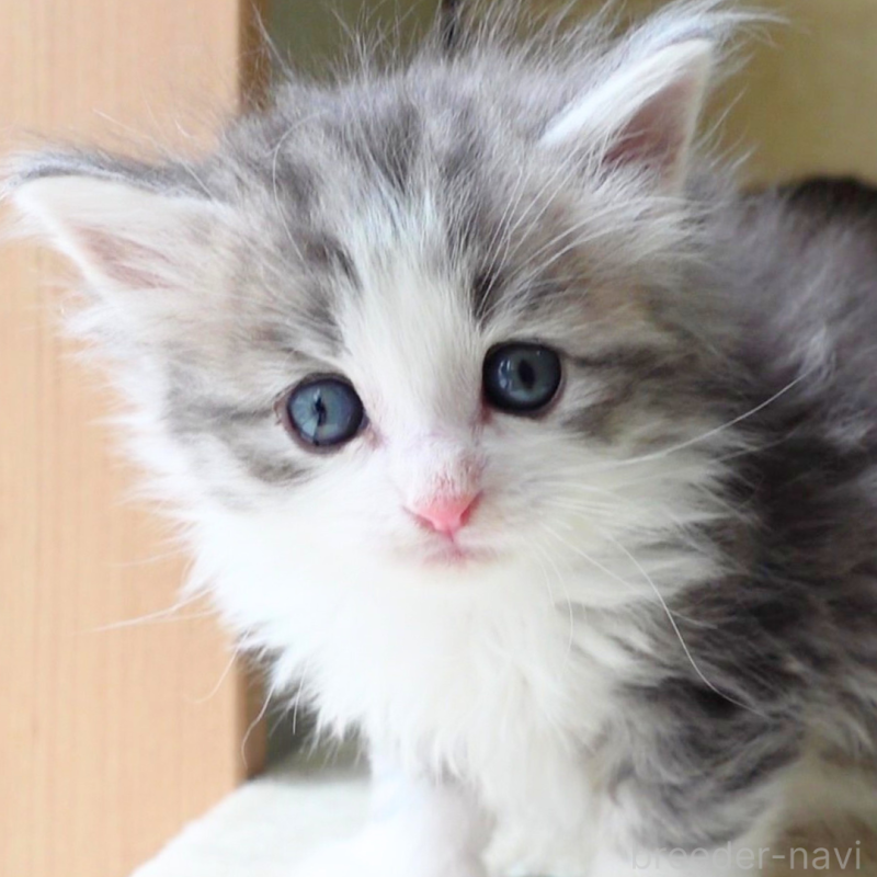 販売中の神奈川県のノルウェージャンフォレストキャット-138924の15枚目