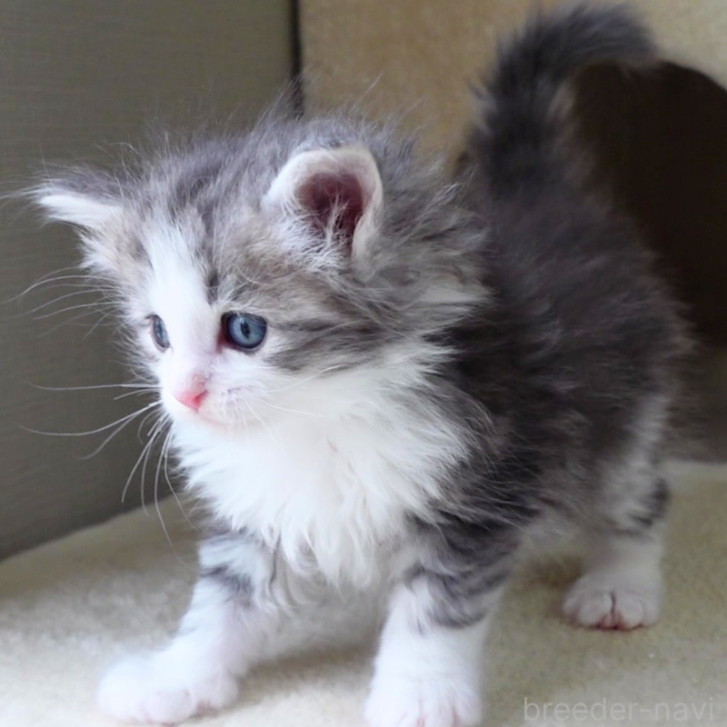 販売中の神奈川県のノルウェージャンフォレストキャット-138924の14枚目