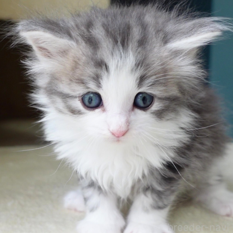 販売中の神奈川県のノルウェージャンフォレストキャット-138924の12枚目