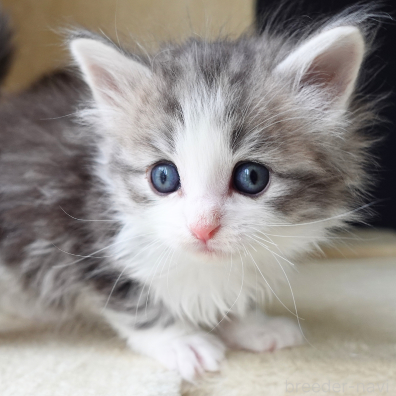 販売中の神奈川県のノルウェージャンフォレストキャット-138924の10枚目