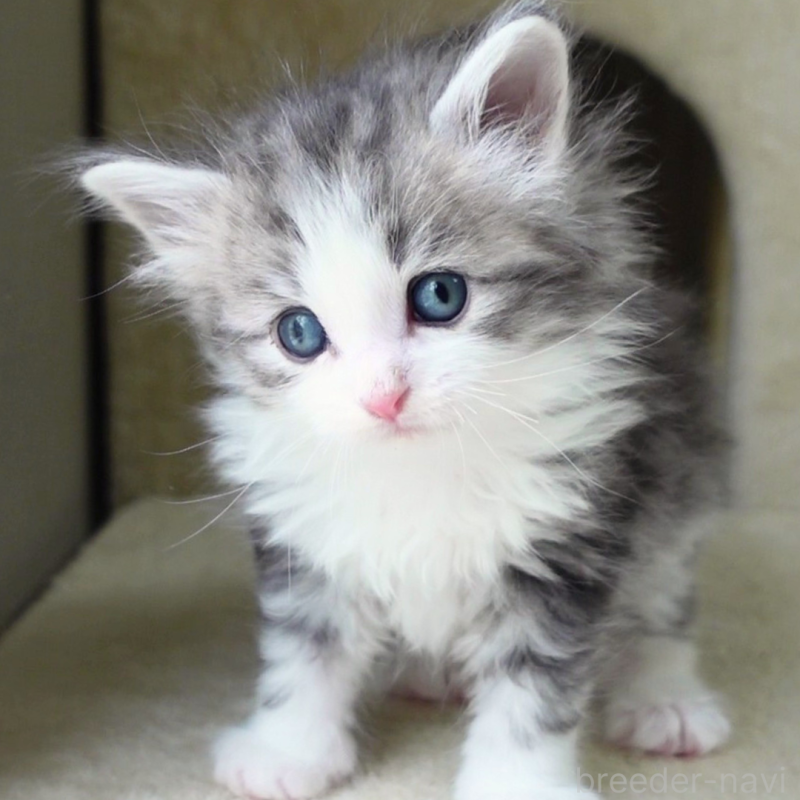 販売中の神奈川県のノルウェージャンフォレストキャット-138924の9枚目