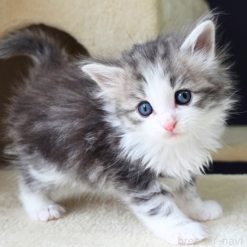 販売中の神奈川県のノルウェージャンフォレストキャット-138924の8枚目