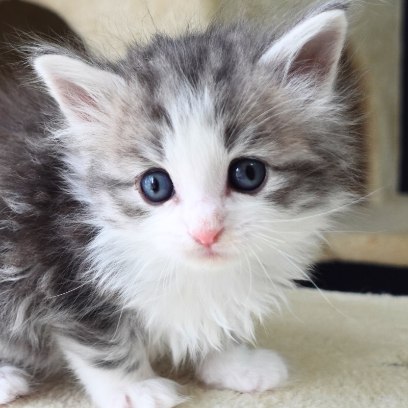 販売中の神奈川県のノルウェージャンフォレストキャット-138924