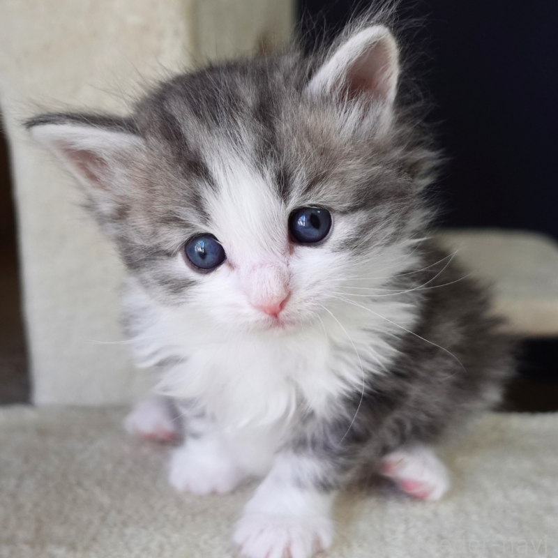 販売中の神奈川県のノルウェージャンフォレストキャット-138924の7枚目