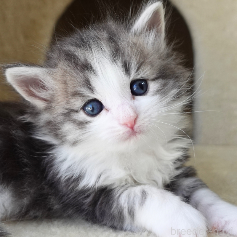 販売中の神奈川県のノルウェージャンフォレストキャット-138924の6枚目