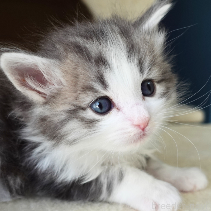 販売中の神奈川県のノルウェージャンフォレストキャット-138924の5枚目