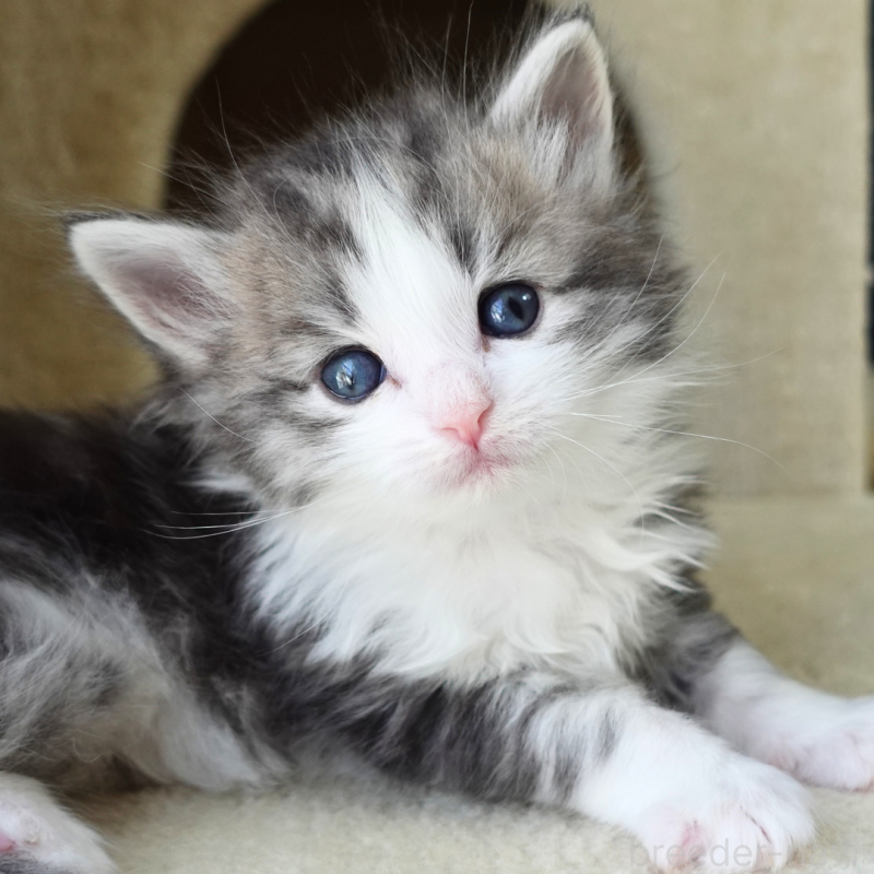 販売中の神奈川県のノルウェージャンフォレストキャット-138924の4枚目