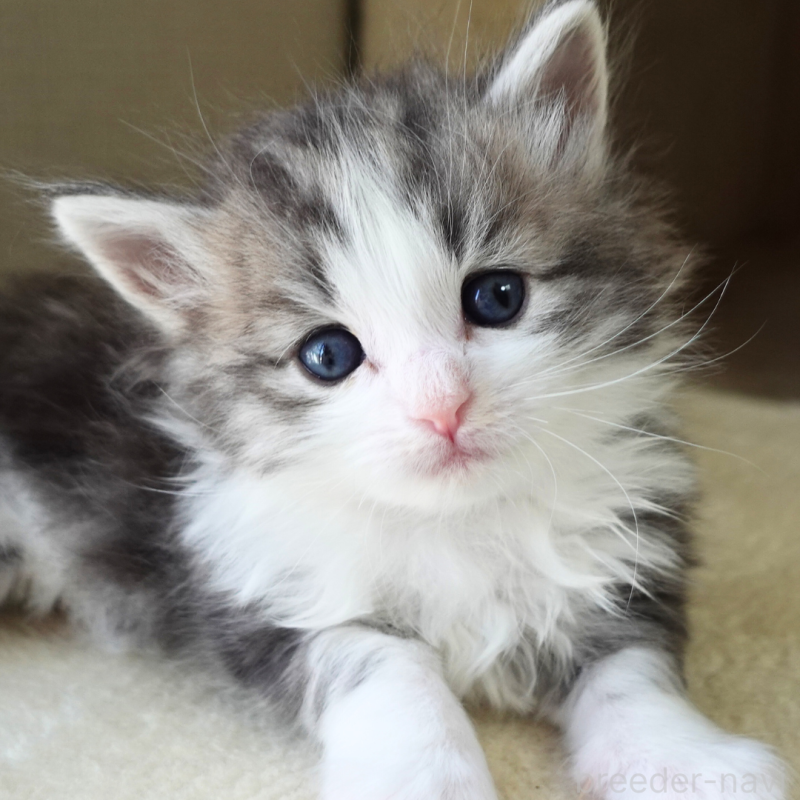 販売中の神奈川県のノルウェージャンフォレストキャット-138924の3枚目