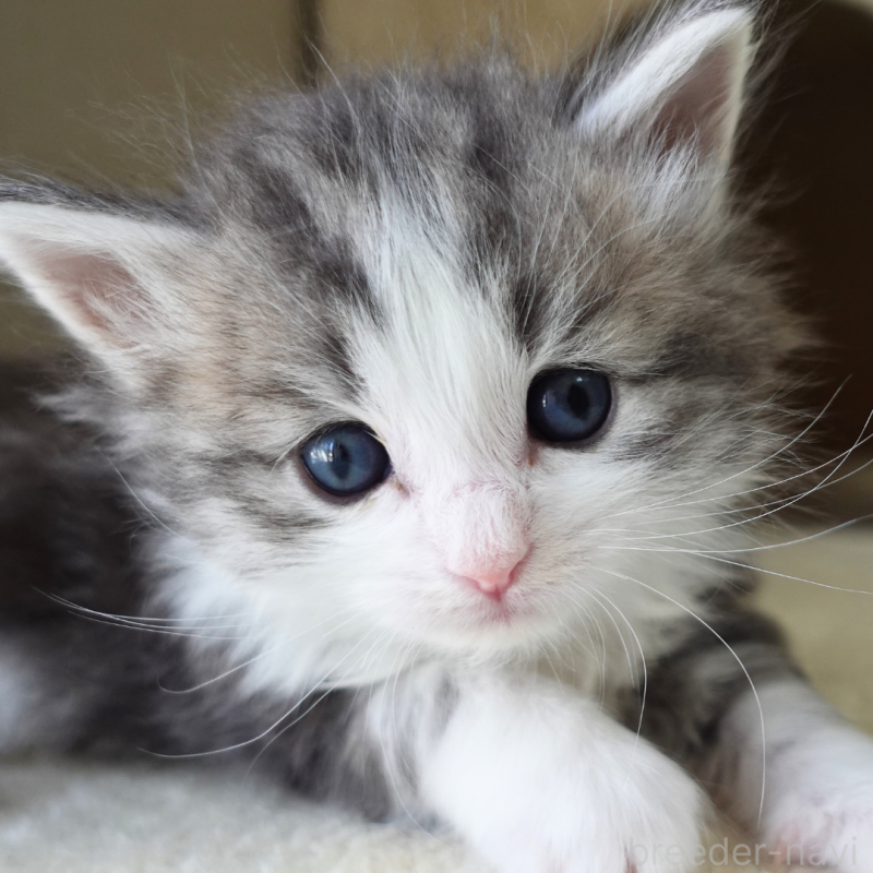 販売中の神奈川県のノルウェージャンフォレストキャット-138924の2枚目