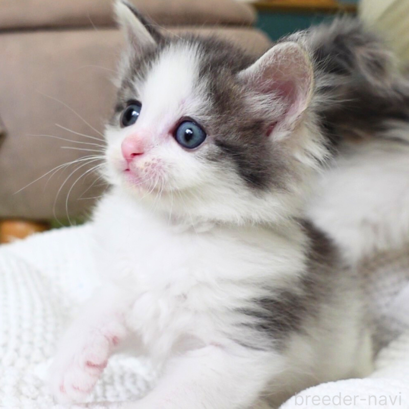 販売中の神奈川県のノルウェージャンフォレストキャット-138925の13枚目