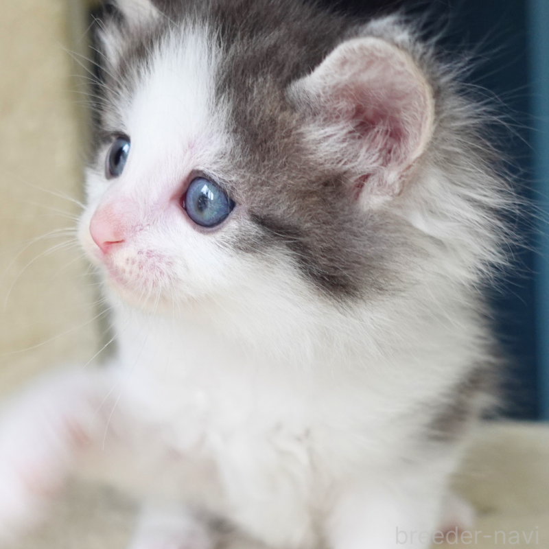 販売中の神奈川県のノルウェージャンフォレストキャット-138925の12枚目