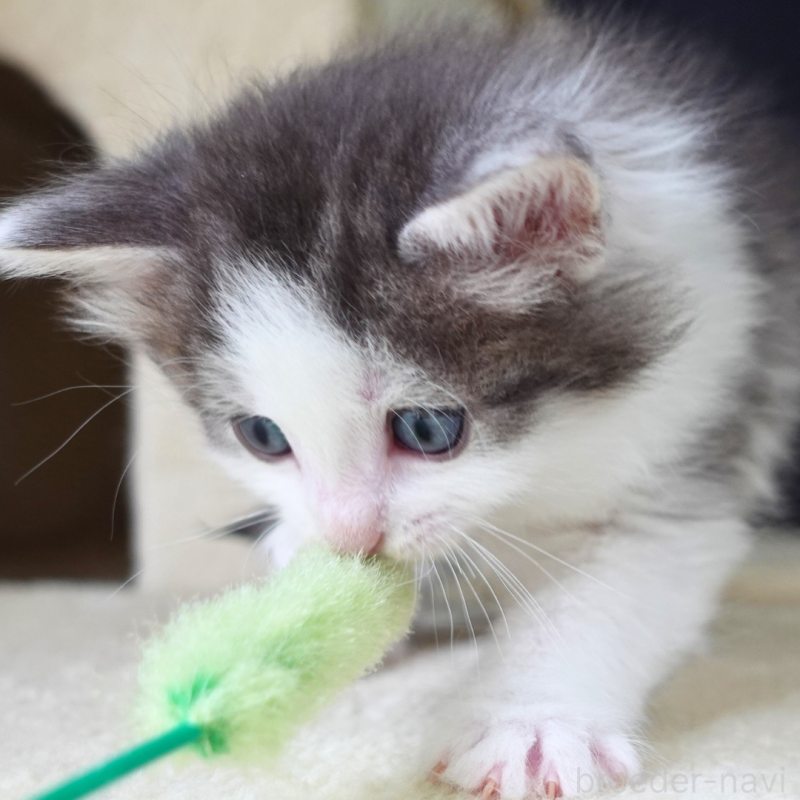 販売中の神奈川県のノルウェージャンフォレストキャット-138925の11枚目