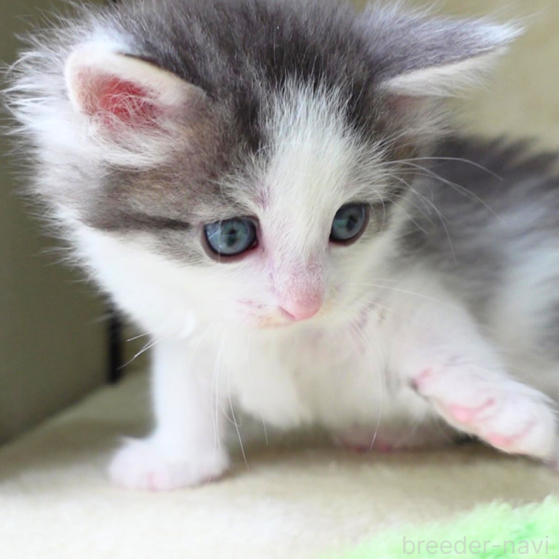 販売中の神奈川県のノルウェージャンフォレストキャット-138925の10枚目