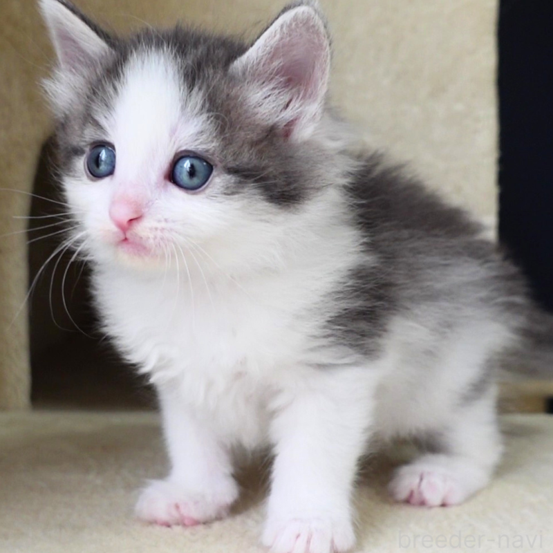 販売中の神奈川県のノルウェージャンフォレストキャット-138925の9枚目