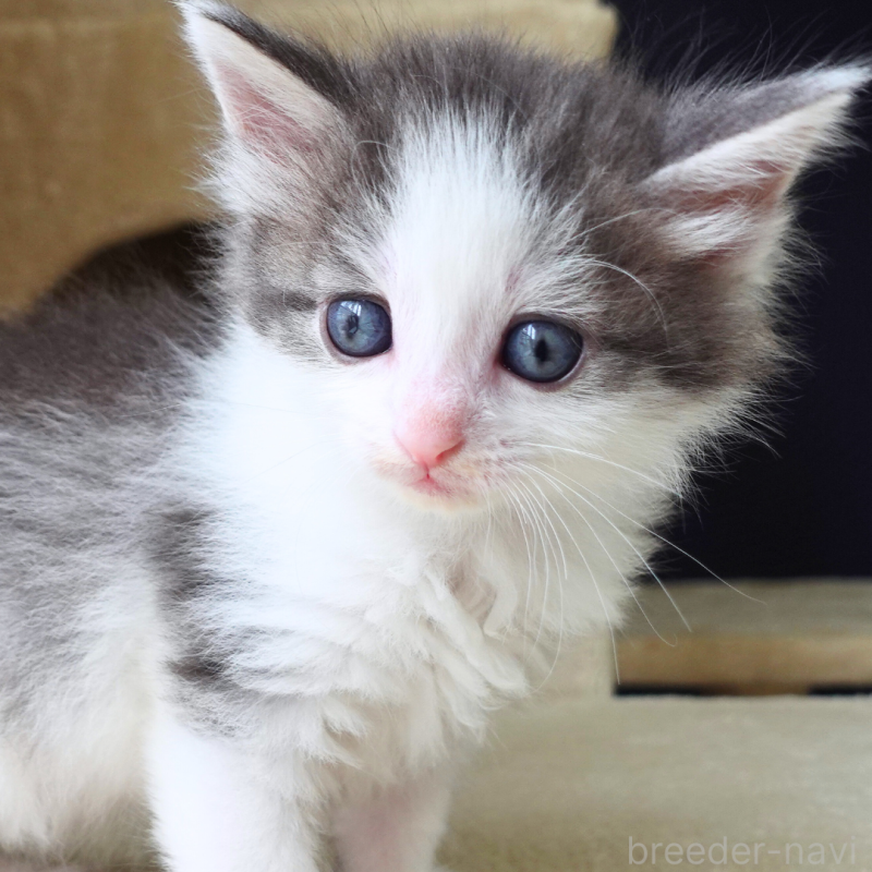 販売中の神奈川県のノルウェージャンフォレストキャット-138925の8枚目