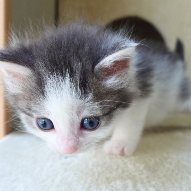 販売中の神奈川県のノルウェージャンフォレストキャット-138925の7枚目