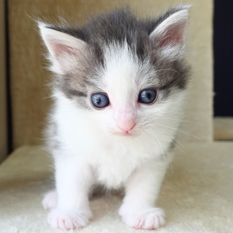 販売中の神奈川県のノルウェージャンフォレストキャット-138925の6枚目