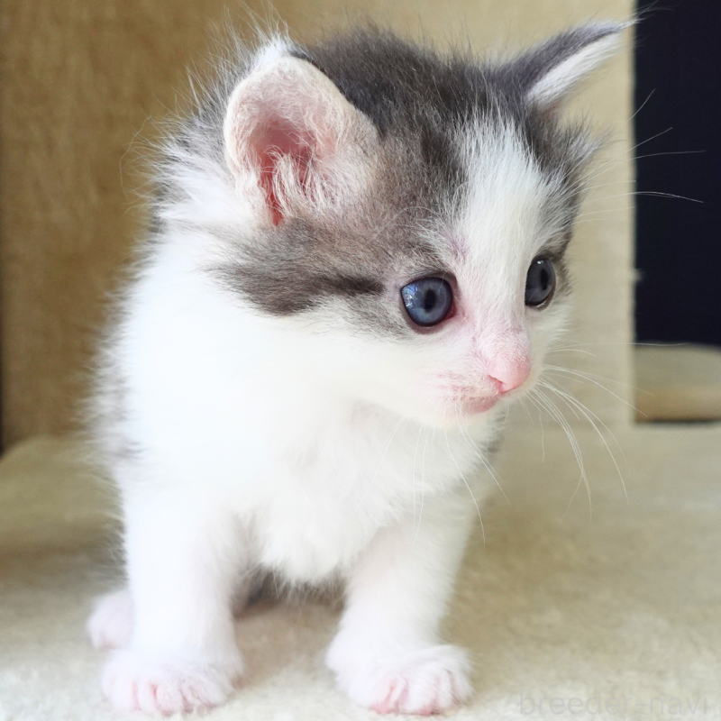 販売中の神奈川県のノルウェージャンフォレストキャット-138925の5枚目