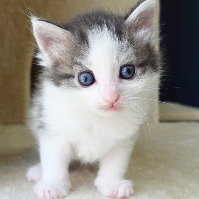 販売中の神奈川県のノルウェージャンフォレストキャット-138925の4枚目