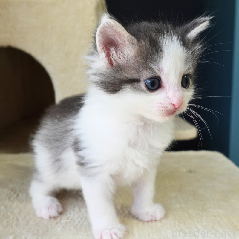 販売中の神奈川県のノルウェージャンフォレストキャット-138925の3枚目