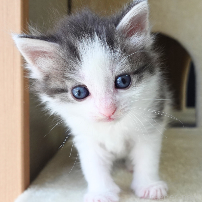 販売中の神奈川県のノルウェージャンフォレストキャット-138925の2枚目