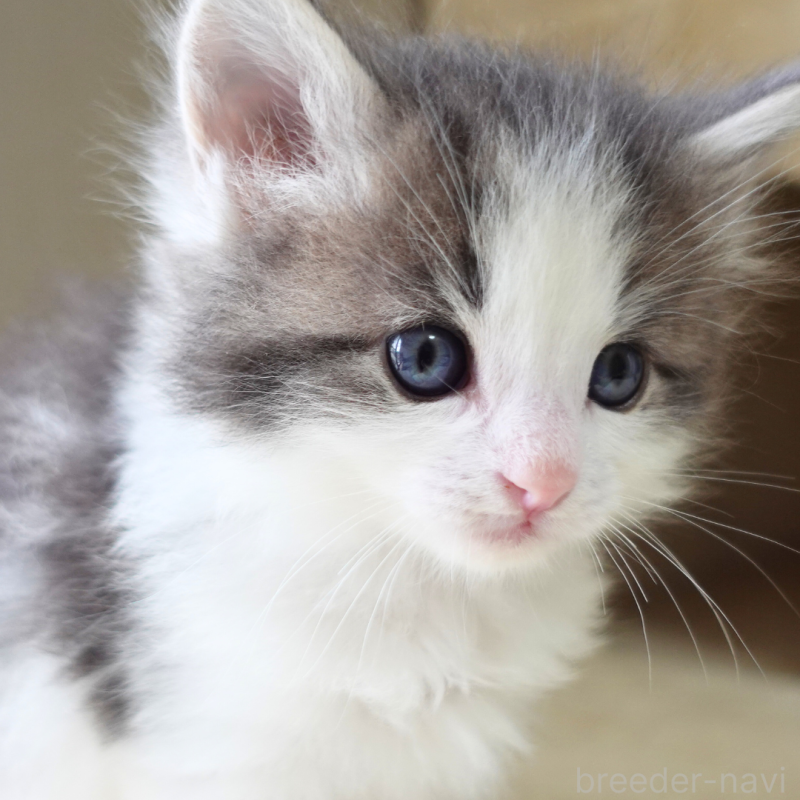 販売中の神奈川県のノルウェージャンフォレストキャット-138926の14枚目