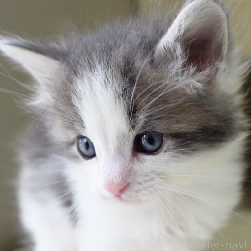 販売中の神奈川県のノルウェージャンフォレストキャット-138926の13枚目