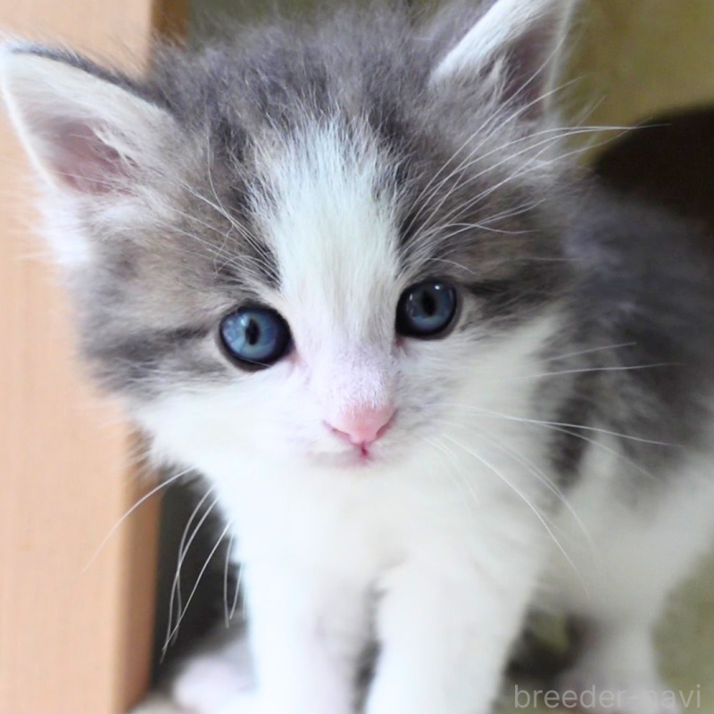 販売中の神奈川県のノルウェージャンフォレストキャット-138926の12枚目