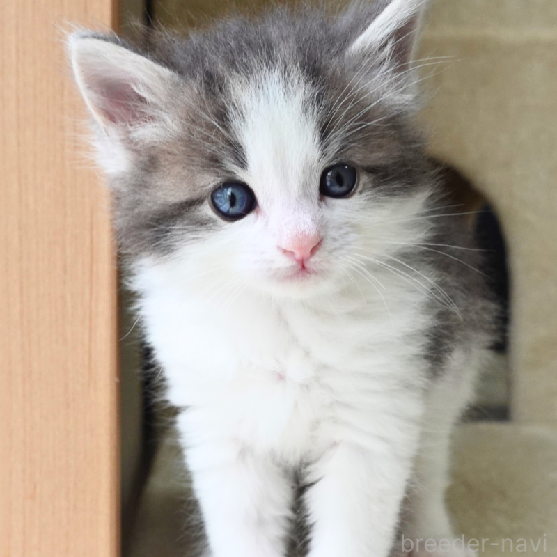 販売中の神奈川県のノルウェージャンフォレストキャット-138926の11枚目