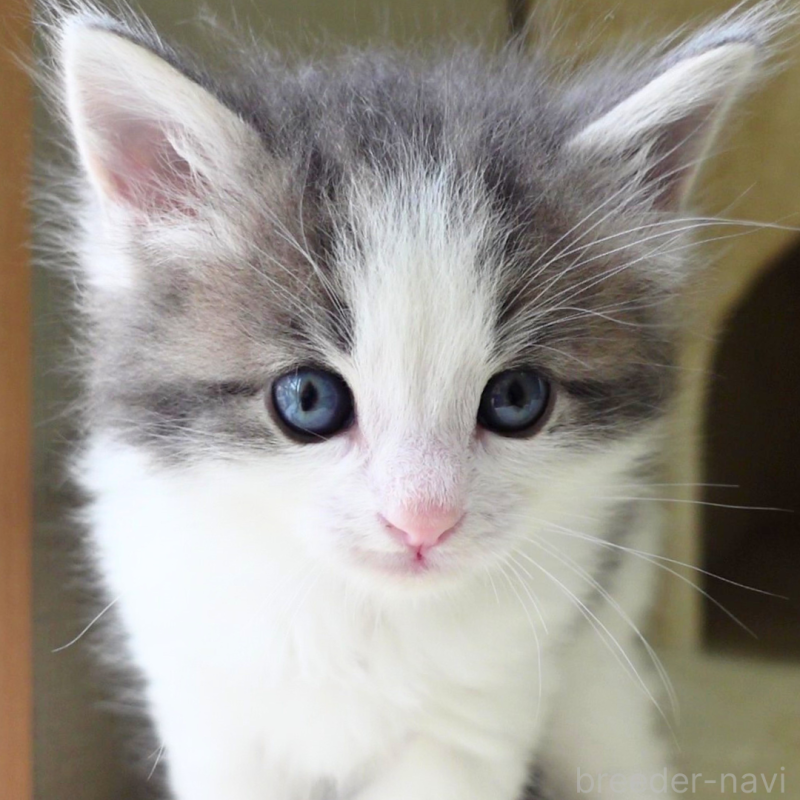 販売中の神奈川県のノルウェージャンフォレストキャット-138926の10枚目
