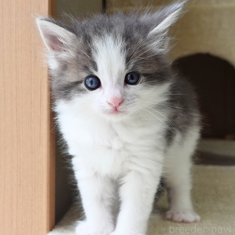 販売中の神奈川県のノルウェージャンフォレストキャット-138926の9枚目