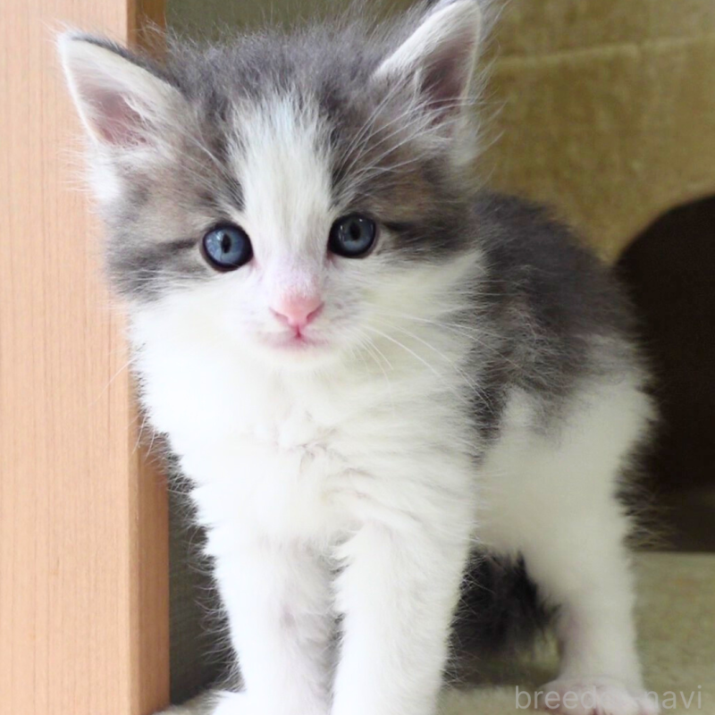 販売中の神奈川県のノルウェージャンフォレストキャット-138926の8枚目