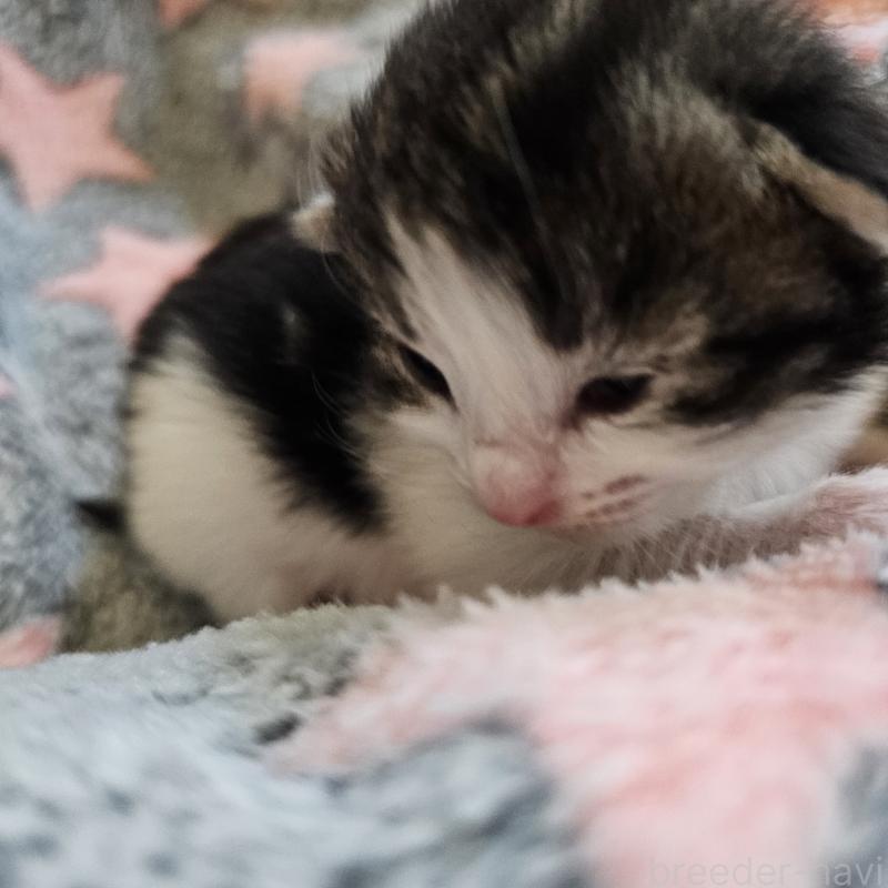 商談中の兵庫県のノルウェージャンフォレストキャット-138838