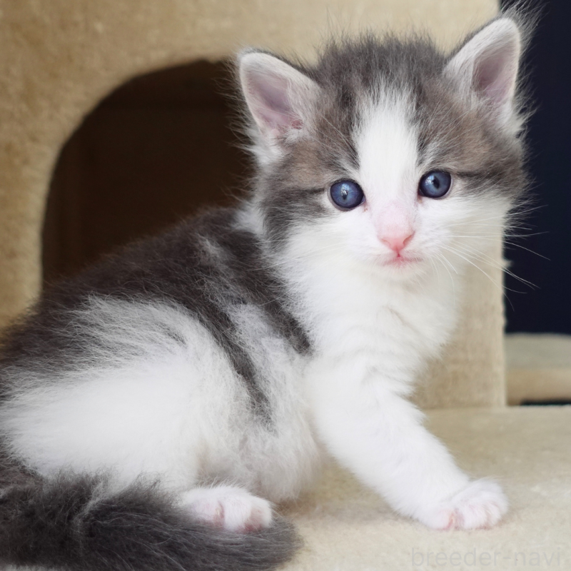 販売中の神奈川県のノルウェージャンフォレストキャット-138926の7枚目