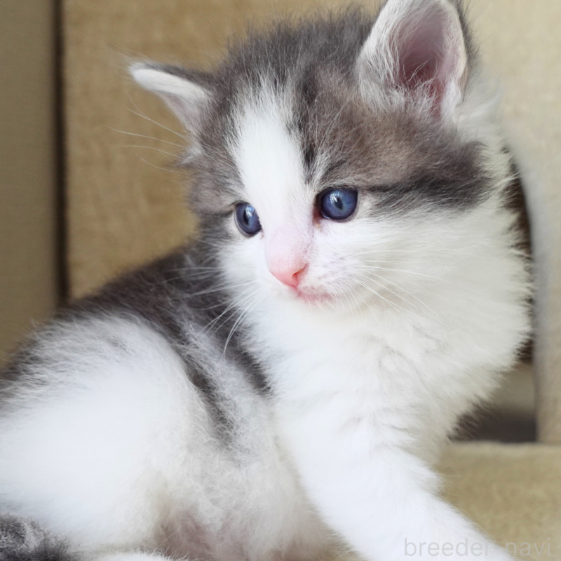 販売中の神奈川県のノルウェージャンフォレストキャット-138926の6枚目