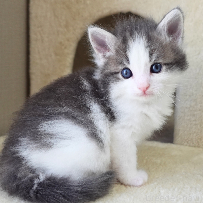 販売中の神奈川県のノルウェージャンフォレストキャット-138926の5枚目