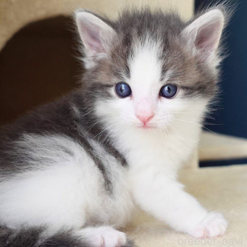 販売中の神奈川県のノルウェージャンフォレストキャット-138926の4枚目