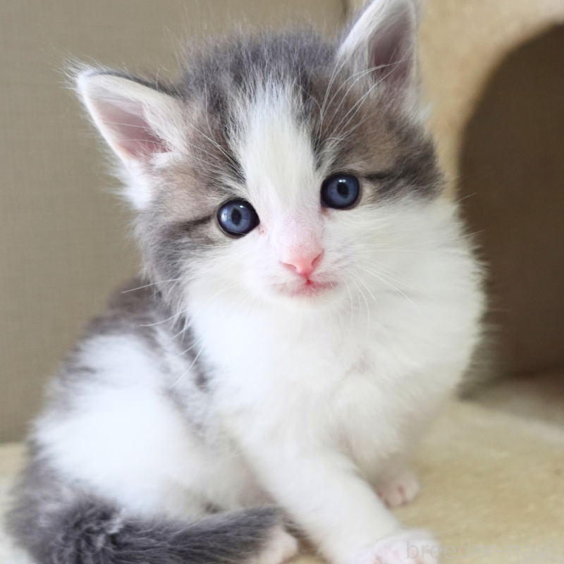 販売中の神奈川県のノルウェージャンフォレストキャット-138926の3枚目