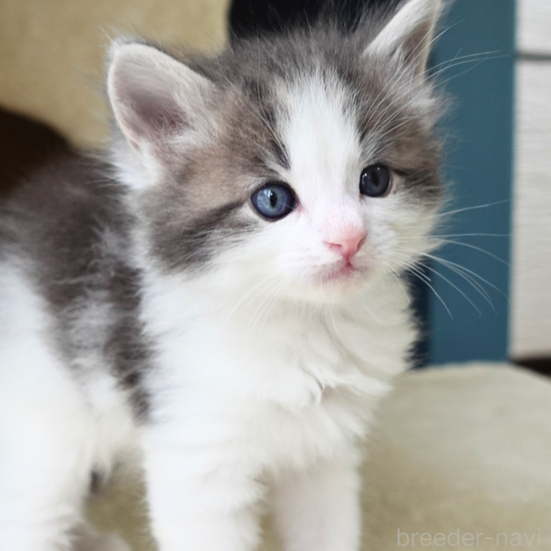 販売中の神奈川県のノルウェージャンフォレストキャット-138926の2枚目